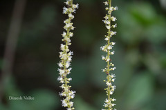 Allophylus cobbe
